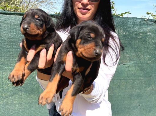 Doberman Yavrularım Sağlık Ve Irk Garantilidir görsel