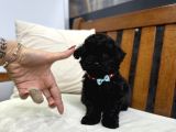 Nadir Parlak Siyah Toy Poodle
