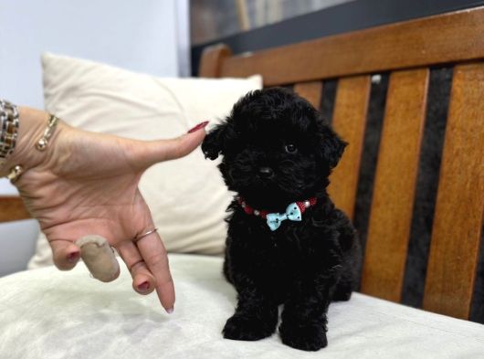 Nadir Parlak Siyah Toy Poodle görsel
