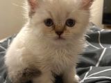 British Longhair Blue Eyes