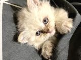British Longhair Blue Eyes