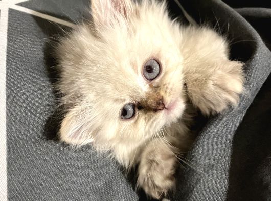 British Longhair Blue Eyes görsel