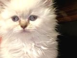 British Longhair Blue Eyes
