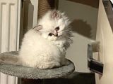 British Longhair Blue Eyes