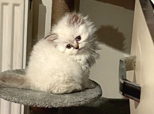 British Longhair Blue Eyes görsel