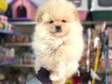Pomeranian yavrular için arayabilirsiniz