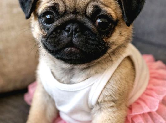 Pug Yavrularımız Sıfır Burun Gül Kuyruk