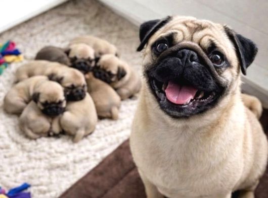 Pug Yavrularımız Sıfır Burun Gül Kuyruk görsel