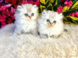 20 Adet Her Irk Her Cins Yavru Mevcuttur