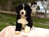 Bernedoodle Yavrular