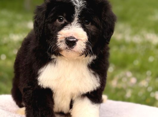 Aussiedoodle Yavrular görsel