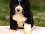 Bernedoodle Yavrular