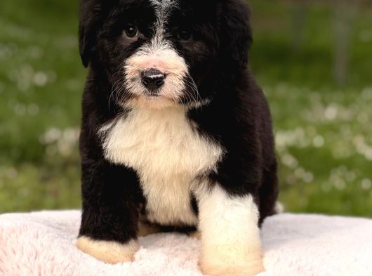 Bernedoodle Yavrular görsel