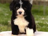 Bernedoodle Yavrular
