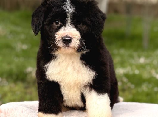 Bernedoodle Yavrular