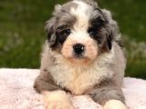 Aussiedoodle Yavrular