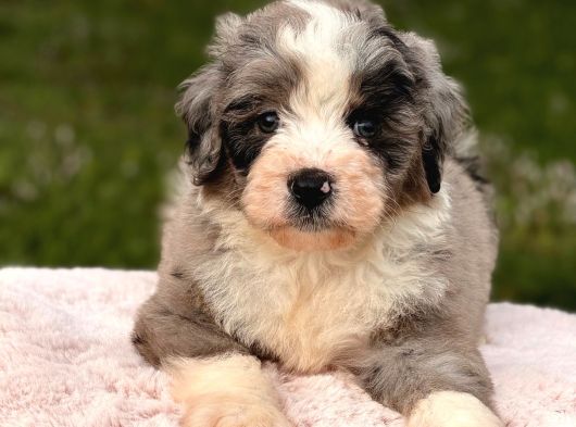 Aussiedoodle Yavrular