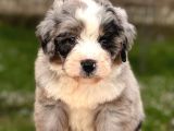 Aussiedoodle Yavrular