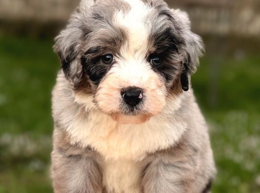 Aussiedoodle Yavrular görsel