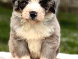 Aussiedoodle Yavrular