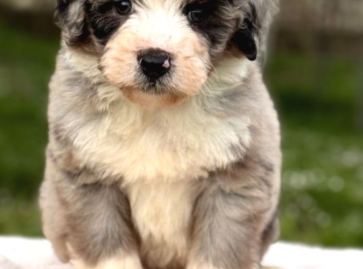 Aussiedoodle Yavrular görsel