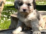 Aussiedoodle Yavrular
