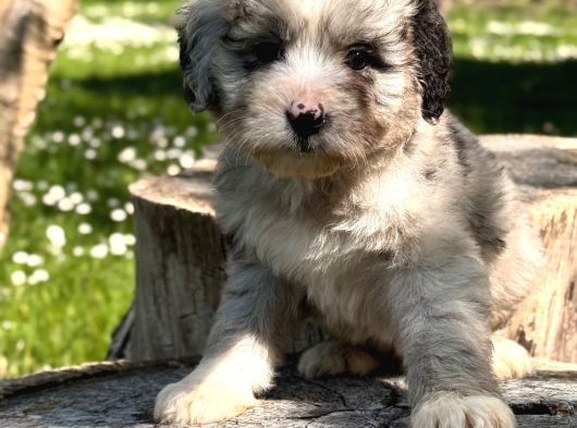 Aussiedoodle Yavrular