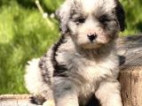Aussiedoodle Yavrular