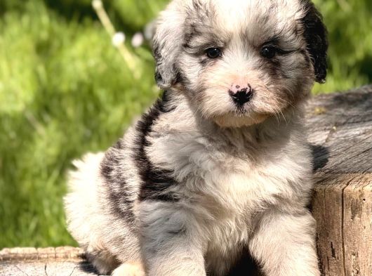 Aussiedoodle Yavrular görsel