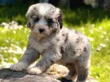 Aussiedoodle Yavrular