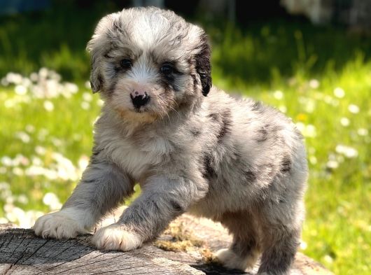 Aussiedoodle Yavrular görsel