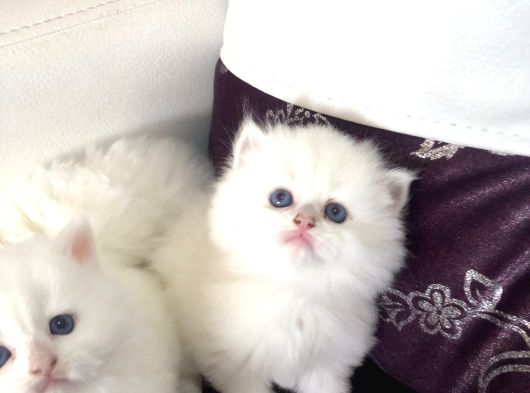 Top Suratlı  Brit Longhair Golden Point Yavrularımı Sahiplen görsel