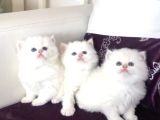 Top suratlı  brit longhair golden point yavrularımı sahiplen