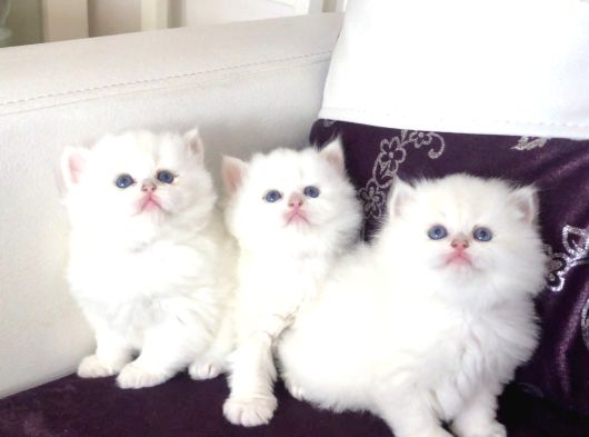 Top Suratlı  Brit Longhair Golden Point Yavrularımı Sahiplen