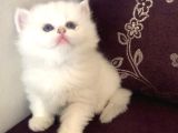 Top Suratlı  Brit Longhair Golden Point Yavrularımı Sahiplen