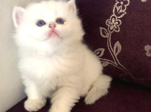 Top Suratlı  Brit Longhair Golden Point Yavrularımı Sahiplen görsel