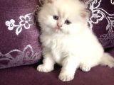 Top Suratlı  Brit Longhair Golden Point Yavrularımı Sahiplen