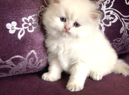 Top Suratlı  Brit Longhair Golden Point Yavrularımı Sahiplen görsel