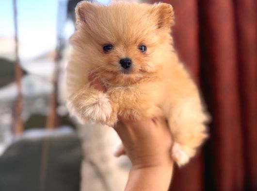 İçinizi Isıtan Pomerani̇an Boo Bebekler görsel