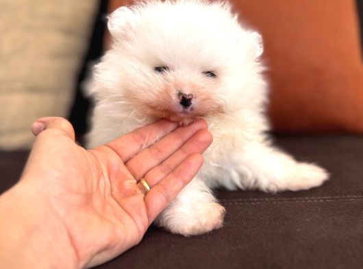 İçinizi Isıtan Pomerani̇an Boo Bebekler görsel