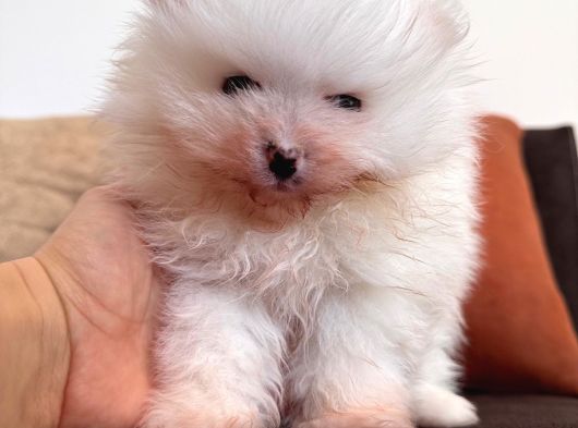 İçinizi Isıtan Pomerani̇an Boo Bebekler görsel
