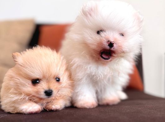 İçinizi Isıtan Pomerani̇an Boo Bebekler görsel