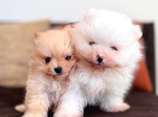 İçinizi ısıtan POMERANİAN BOO BEBEKLER
