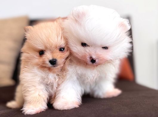 İçinizi Isıtan Pomerani̇an Boo Bebekler görsel