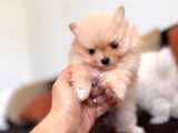 İçinizi Isıtan Pomerani̇an Boo Bebekler