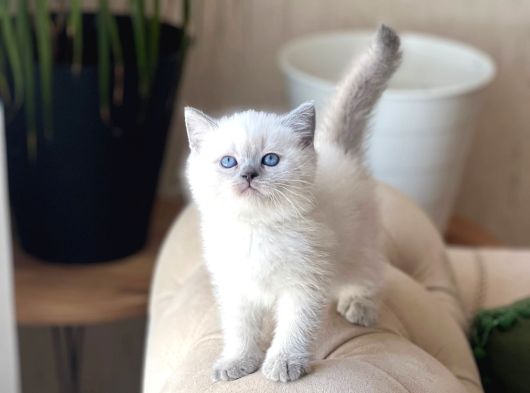 Irkinin En İyi̇si̇ Bri̇ti̇sh Shorthai̇r Blue Poi̇nt görsel