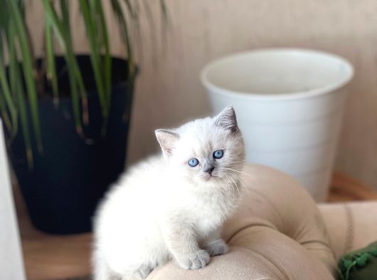 Irkinin En İyi̇si̇ Bri̇ti̇sh Shorthai̇r Blue Poi̇nt görsel