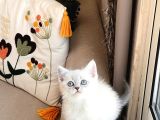 SEVİMLİ SURAT BRİTİSH SHORTHAİR SİLVER POİNT
