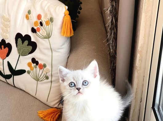 Sevi̇mli̇ Surat Bri̇ti̇sh Shorthai̇r Si̇lver Poi̇nt
