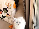 Sevi̇mli̇ Surat Bri̇ti̇sh Shorthai̇r Si̇lver Poi̇nt